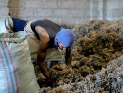 Pemberdayaan BRI Tingkatkan Skala Usaha Klaster Usaha Rumput Laut Semaya di Nusa Penida