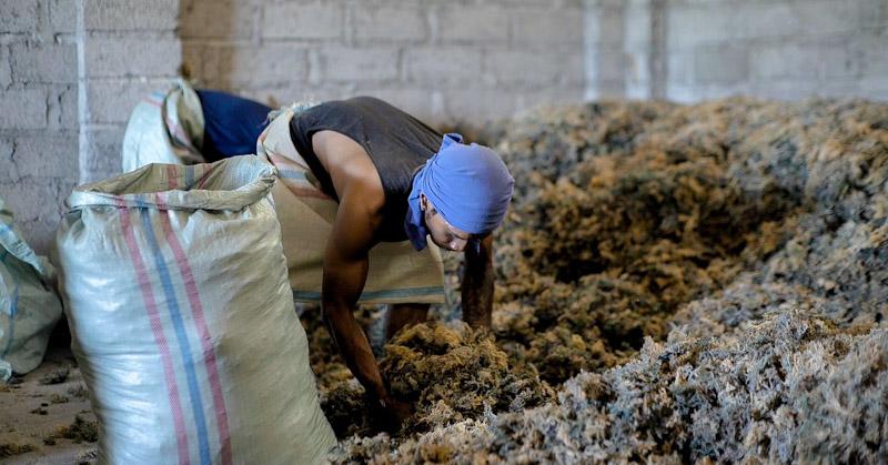 Pemberdayaan BRI Tingkatkan Skala Usaha Klaster Usaha Rumput Laut Semaya di Nusa Penida