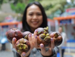 Program Pemberdayaan BRI Dorong Klaster Usaha Manggis di Bali Perluas Jaringan Pemasaran