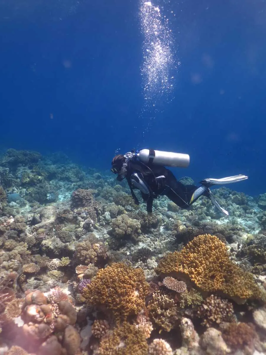 Keindahan Coral Garden Wakatobi: Menyelami Terumbu Karang yang Asri di Pantai Wambuliga 3 Keindahan Coral Garden Wakatobi: Menyelami Terumbu Karang yang Asri di Pantai Wambuliga