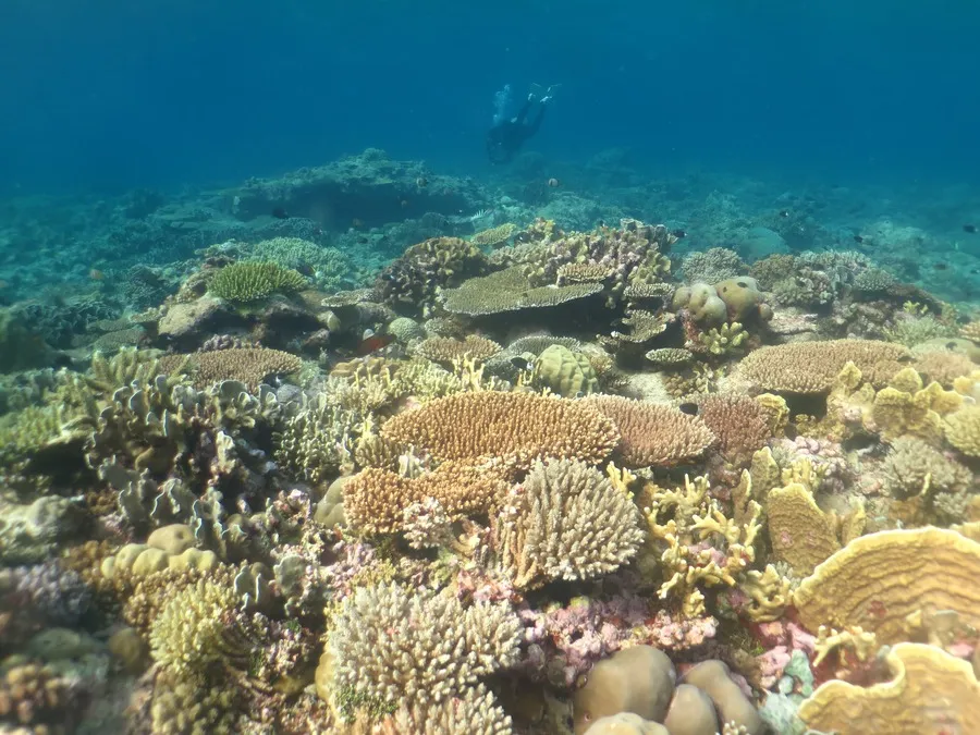 Keindahan Coral Garden Wakatobi: Menyelami Terumbu Karang yang Asri di Pantai Wambuliga 4 Keindahan Coral Garden Wakatobi: Menyelami Terumbu Karang yang Asri di Pantai Wambuliga