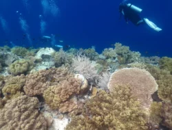 Keindahan Coral Garden Wakatobi: Menyelami Terumbu Karang yang Asri di Pantai Wambuliga