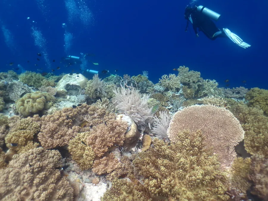 Keindahan Coral Garden Wakatobi: Menyelami Terumbu Karang yang Asri di Pantai Wambuliga 1 Keindahan Coral Garden Wakatobi: Menyelami Terumbu Karang yang Asri di Pantai Wambuliga