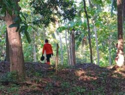 Pria 60 Tahun di Soropia Konawe Dilaporkan Hilang secara Misterius