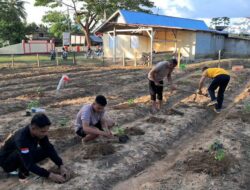 Dukung Ketahanan Pangan, Polsek Tiworo Tengah Manfaatkan Lahan Kosong untuk Ditanami Sayur-sayuran