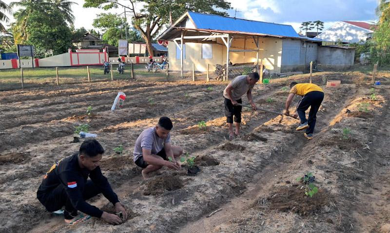Dukung Ketahanan Pangan, Polsek Tiworo Tengah Manfaatkan Lahan Kosong untuk Ditanami Sayur-sayuran 1 Dukung Ketahanan Pangan, Polsek Tiworo Tengah Manfaatkan Lahan Kosong untuk Ditanami Sayur-sayuran