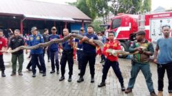 Damkar Kendari Serahkan Dua Ekor Ular Piton ke BKSDA Sultra