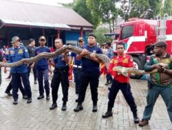 Damkar Kendari Serahkan Dua Ekor Ular Piton ke BKSDA Sultra