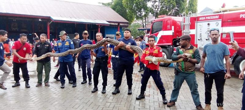 Damkar Kendari Serahkan Dua Ekor Ular Piton ke BKSDA Sultra 1 Damkar Kendari Serahkan Dua Ekor Ular Piton ke BKSDA Sultra