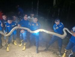 Damkar Kendari Berhasil Evakuasi Ular Sepanjang 5 Meter di Kandang Ternak Warga