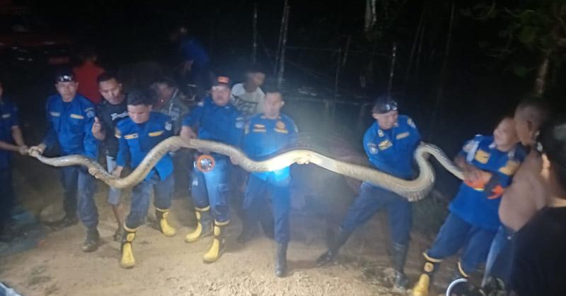 Damkar Kendari Berhasil Evakuasi Ular Sepanjang 5 Meter di Kandang Ternak Warga 1 Damkar Kendari Berhasil Evakuasi Ular Sepanjang 5 Meter di Kandang Ternak Warga