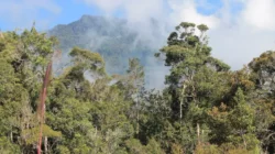 Menaklukkan Puncak Gunung Mekongga