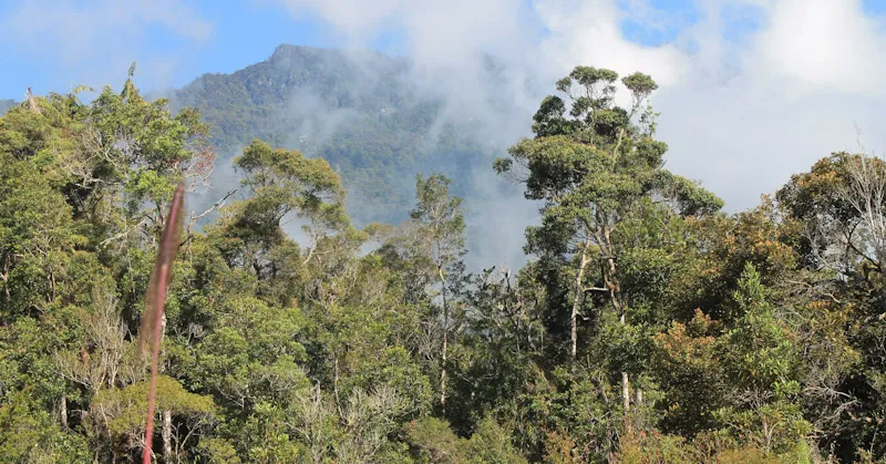 Di Balik Kabut Gunung Mekongga, Hidup Legenda Garuda dan Seorang Pemuda Pemberani 1 Menaklukkan Puncak Gunung Mekongga