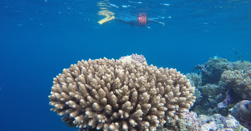 Eksotisme Sombu Dive, Spot Menyelam Paling Dicari di Wakatobi 3 Eksotisme Sombu Dive, Spot Menyelam Paling Dicari di Wakatobi