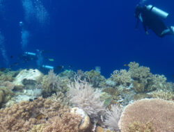 Eksotisme Sombu Dive, Spot Menyelam Paling Dicari di Wakatobi