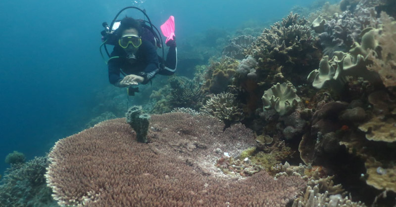 Eksotisme Sombu Dive, Spot Menyelam Paling Dicari di Wakatobi 5 Eksotisme Sombu Dive, Spot Menyelam Paling Dicari di Wakatobi