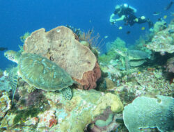 Eksotisme Sombu Dive, Spot Menyelam Paling Dicari di Wakatobi