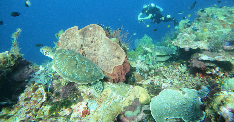 Eksotisme Sombu Dive, Spot Menyelam Paling Dicari di Wakatobi