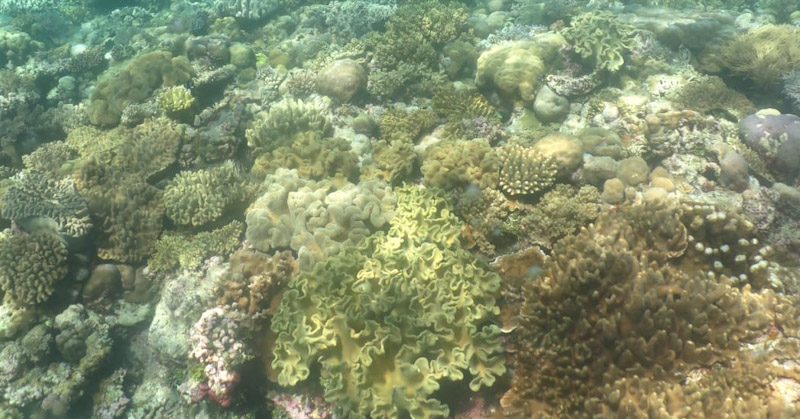 Eksotisme Sombu Dive, Spot Menyelam Paling Dicari di Wakatobi 4 Eksotisme Sombu Dive, Spot Menyelam Paling Dicari di Wakatobi