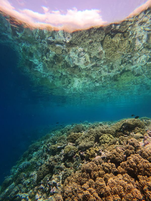 Rahasia Laut Tomia: Tempat Menyapa Belut dan Karang di Dunia Bawah Laut 4 Rahasia Laut Tomia: Tempat Menyapa Belut dan Karang di Dunia Bawah Laut