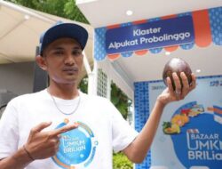 Program Klasterku Hidupku BRI Berhasil Berdayakan Petani Alpukat di Probolinggo