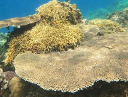 Rahasia Laut Tomia: Tempat Menyapa Belut dan Karang di Dunia Bawah Laut