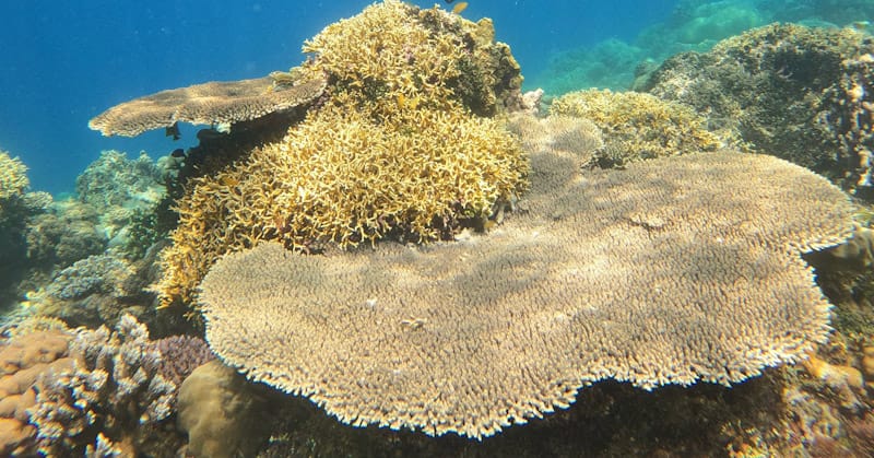 Rahasia Laut Tomia: Tempat Menyapa Belut dan Karang di Dunia Bawah Laut