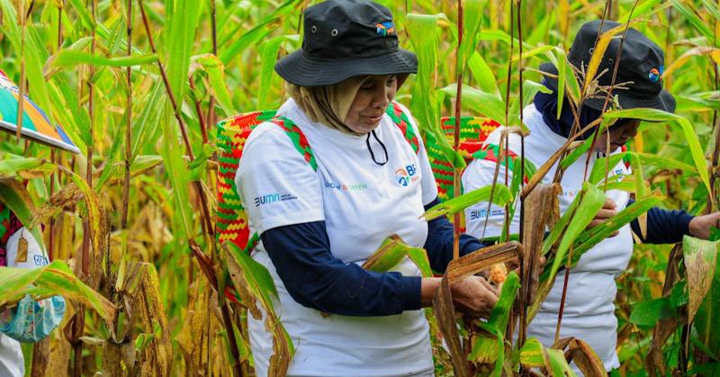 Program BRI Menanam - Grow & Green di Berau: Serap Karbon 2.987 Kg per Tahun dan Dorong Ekonomi Masyarakat