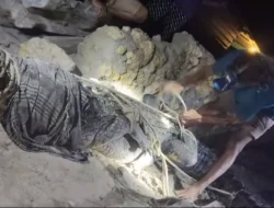 Meresahkan, Warga Tondasi Mubar Tangkap Buaya Sepanjang Empat Meter