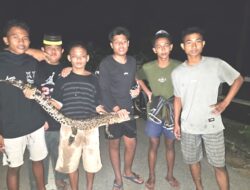 Teror Buaya di Muna Barat! Warga Tangkap Anak Buaya, Induknya Masih Berkeliaran