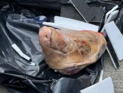 Tempo Dapat Kiriman Kepala Babi, Pemred: Bentuk Teror Kebebasan Pers