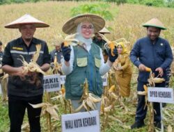 Lakukan Panen, Ketua DPRD Kendari Apresiasi Petani Jagung di Lalodati