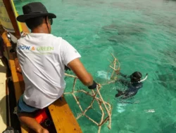 BRI Menanam “Grow & Green” Transplantasi Terumbu Karang, Jadi Ujung Tombak Pelestarian Ekosistem Laut di NTB