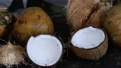 Krisis Kelapa di Kendari, Pedagang Tak Punya Stok, Pembeli Pulang Kecewa 5 Krisis Kelapa di Kendari, Pedagang Tak Punya Stok, Pembeli Pulang Kecewa