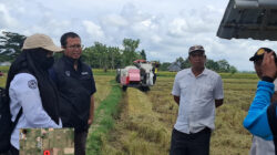 Bulog Bombana Serap 25 Ribu Ton Gabah, Terbesar di Sultra 5 Bulog Bombana Serap 25 Ribu Ton Gabah, Terbesar di Sultra