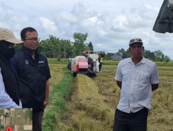 Bulog Bombana Serap 25 Ribu Ton Gabah, Terbesar di Sultra