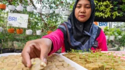 BRI Diakui atas Peran Nyata dalam Urban Farming dan Pemberdayaan Perempuan