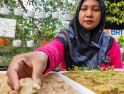 BRI Diakui atas Peran Nyata dalam Urban Farming dan Pemberdayaan  Perempuan