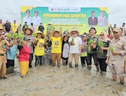 Pemkab Mubar Tanam Padi Serentak di Lahan 866 Hektare, Targetkan Swasembada Beras 2026
