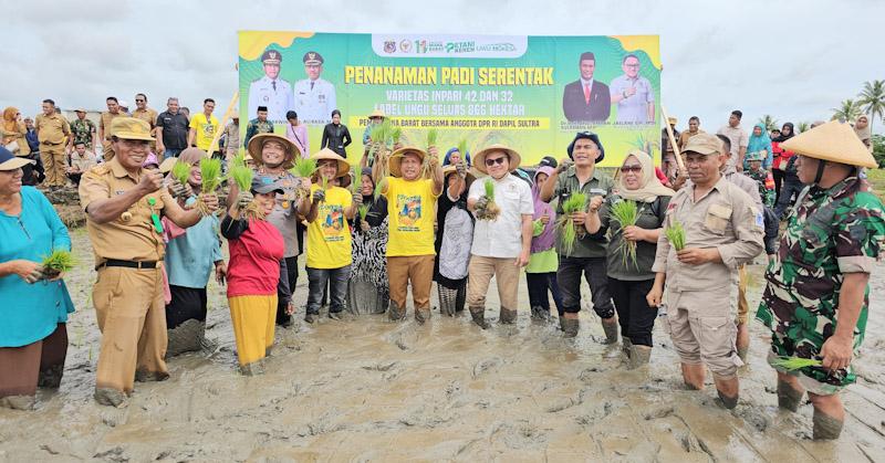 Pemkab Mubar Tanam Padi Serentak di Lahan 866 Hektare, Targetkan Swasembada Beras 2026