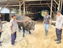 Polisi di Mubar Kawal Hewan Kurban Presiden Prabowo, Beratnya Satu Ton Lebih
