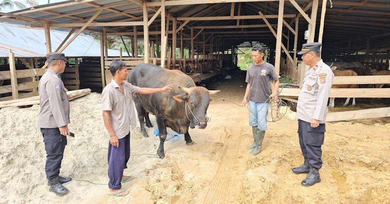 Polisi di Mubar Kawal Hewan Kurban Presiden Prabowo, Beratnya Satu Ton Lebih 1 Polisi di Mubar Kawal Hewan Kurban Presiden Prabowo, Beratnya Satu Ton Lebih