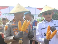 Gelar Panen Raya Jagung, Pemprov Sultra Tunjukkan Kesiapan Jadi Sentra Pangan Nasional