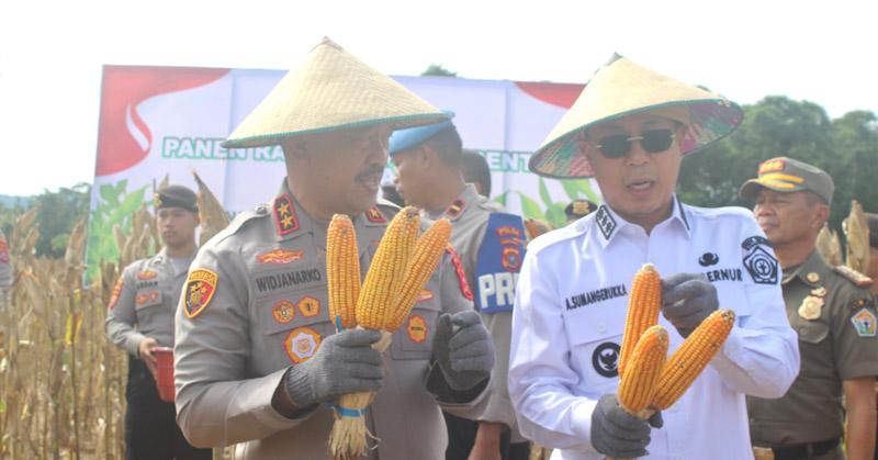 Gelar Panen Raya Jagung, Pemprov Sultra Tunjukkan Kesiapan Jadi Sentra Pangan Nasional 1 Gelar Panen Raya Jagung, Pemprov Sultra Tunjukkan Kesiapan Jadi Sentra Pangan Nasional