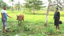 Tiga Tahun Berjalan, Desa di Muna Barat Ini Sudah Salurkan 60 Ekor Bibit Sapi 8 Tiga Tahun Berjalan, Desa di Muna Barat Ini Sudah Salurkan 60 Ekor Bibit Sapi