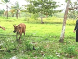 Tiga Tahun Berjalan, Desa di Muna Barat Ini Sudah Salurkan 60 Ekor Bibit Sapi