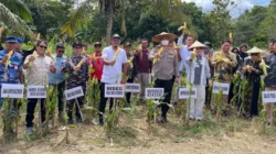 Panen Raya Jagung di Kendari, Pemkot Targetkan Peningkatan Ekonomi Petani Lokal 11 Panen Raya Jagung di Kendari, Pemkot Targetkan Peningkatan Ekonomi Petani Lokal