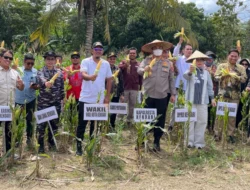 Panen Raya Jagung di Kendari, Pemkot Targetkan Peningkatan Ekonomi Petani Lokal