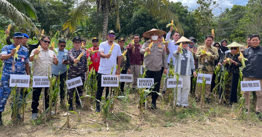 Panen Raya Jagung di Kendari, Pemkot Targetkan Peningkatan Ekonomi Petani Lokal 1 Panen Raya Jagung di Kendari, Pemkot Targetkan Peningkatan Ekonomi Petani Lokal