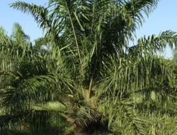 Puspaham Kawal Keputusan Bupati Irham Kalenggo Hentikan PT Marketindo Selaras